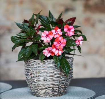 beautiful pink New Guinea impatiens flowers (impatiens hawkeri) in pot.