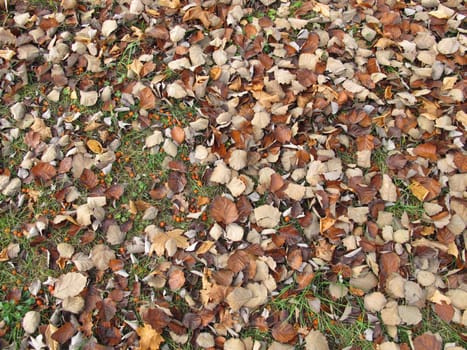 Soil ground under a whitebeam tree and other trees in late autumn