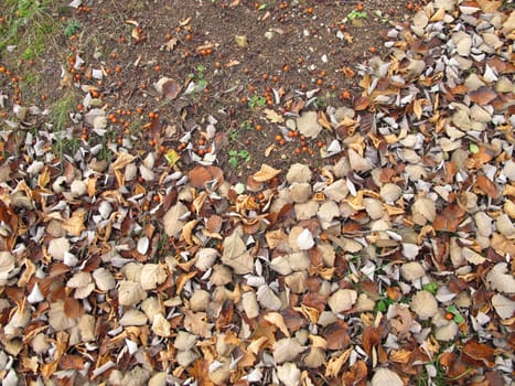 Soil ground under a whitebeam tree and other trees in late autumn