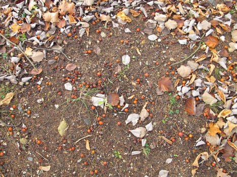 Soil ground under a whitebeam tree and other trees in late autumn