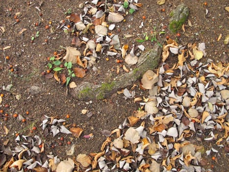 Soil ground under a whitebeam tree and other trees in late autumn