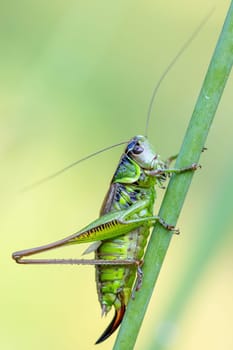 insect Roesel's Bush-cricket (Metrioptera roeselii) perched on a green grass leaf. Czech Republic, Europe wildlife