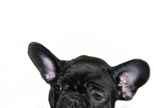 french bulldog on a white background