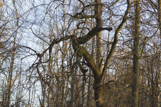Dry trees in the forest. crooked tree branches