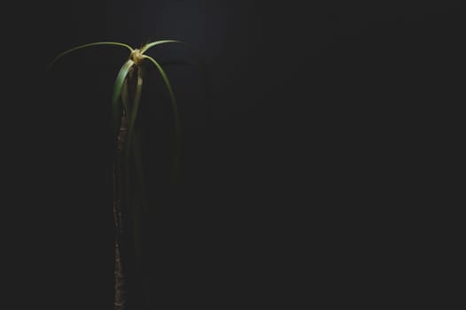 Home plant on a dark background. houseplant stand alone. dracaena plant in darkness. copy space