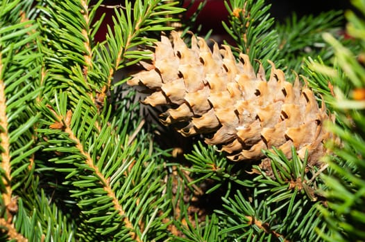 Fir tree cones on the branch. pine tree close up. evergreen plant