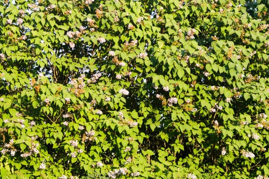 Foliage background. green leaves. greenery texture