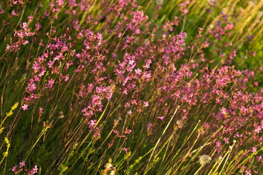 Meadow with purple flowers. abstract purple flower field nature background