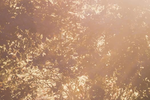 Sunlight through tree foliage. Shiny leaves in sunlight. Beautiful background with golden leaves in forest. nature abstract background