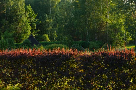 Green overgrown forest nature background. greenery backdrop