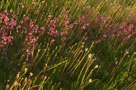 Meadow with purple flowers. abstract purple flower field nature background