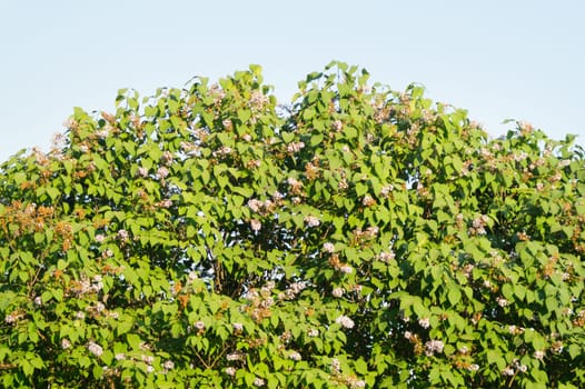 Foliage background. green leaves. greenery texture