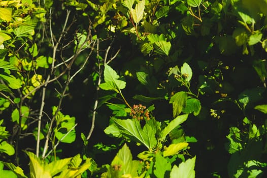 Foliage background. green leaves. greenery texture