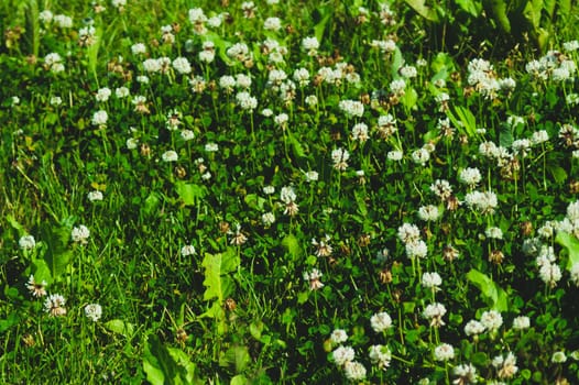 Foliage background. green leaves. greenery texture