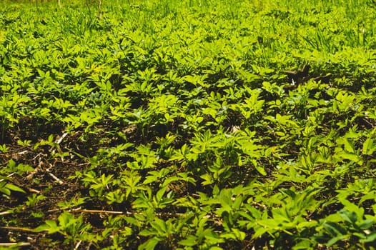 Foliage background. green leaves. greenery texture