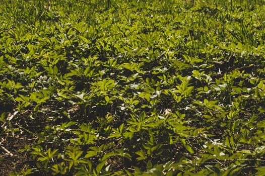 Foliage background. green leaves. greenery texture