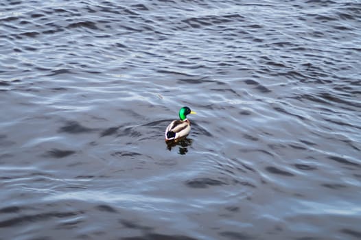 Floating colorful duck. mallard swimming in the water