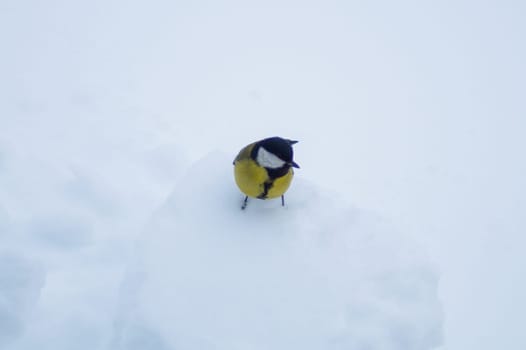 Yellow bird walking on the snow. background with copy space