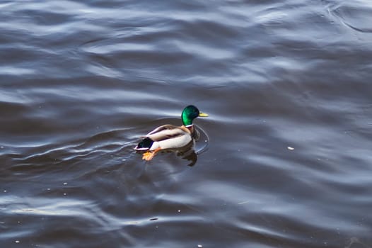 Floating colorful duck. mallard swimming in the water
