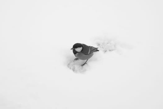 Small bird walking on the snow. background with copy space