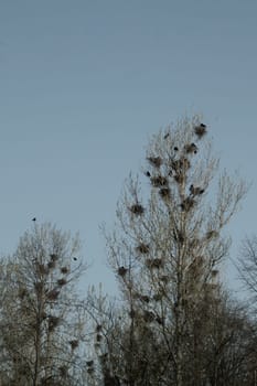 Bird nests on the tree. many nests with birds in the forest