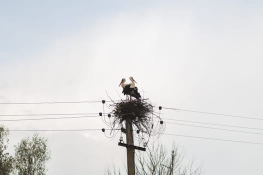 Storks in the nest on a power line. graceful bird