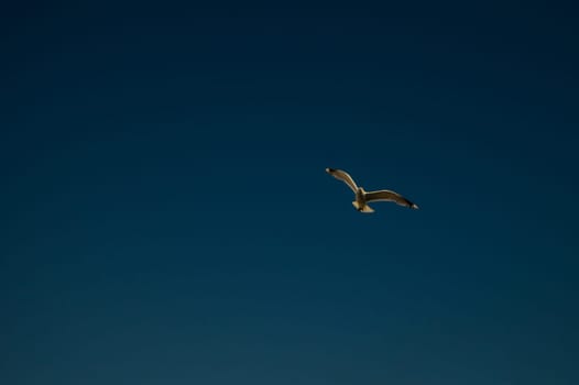 Seagull flying in the blue sky. wide spreded wings. freedom in flight concept. flying bird