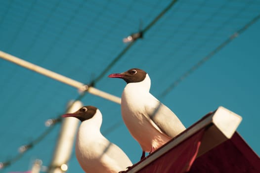 Beautiful birds close up. black headed seagulls sitting on the roof with the sky