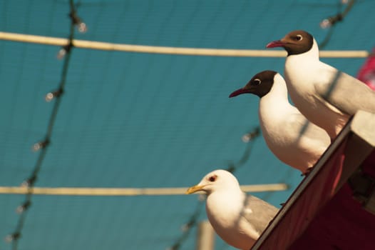 Beautiful birds close up. black headed seagulls sitting on the roof with the sky