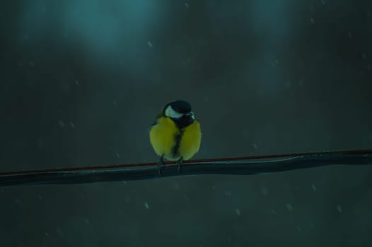 Yellow bird sitting on a wire in snowy day. tit bird