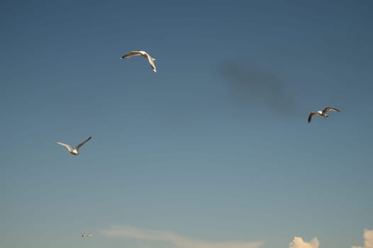 Seagull flying in the blue sky. wide spreded wings. freedom in flight concept. flying bird