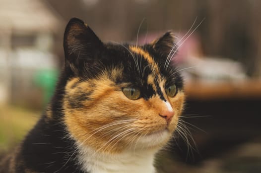 Adult brown cat portrait close up. domestic cat resting outside