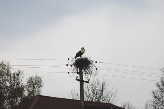 Storks in the nest on a power line. graceful bird