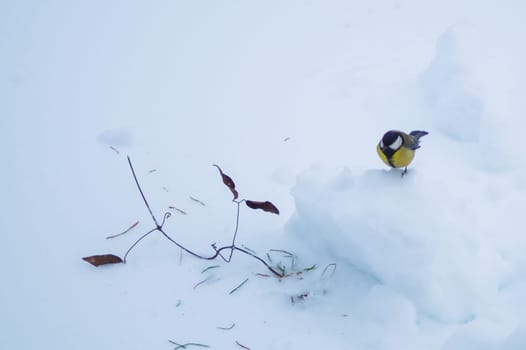 Yellow bird walking on the snow. background with copy space