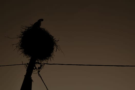 Silhouette of a stork in the nest on a power line. graceful bird