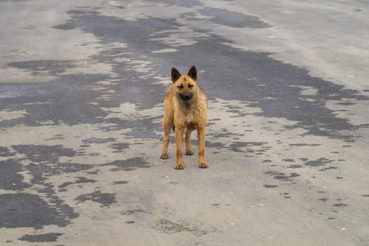 Homeless dog on the road. mixed breed dog