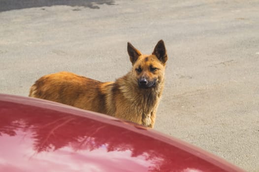 Homeless dog on the road. mixed breed dog