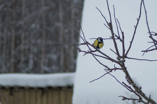 Yellow bird sitting on the tree branch. tit bird