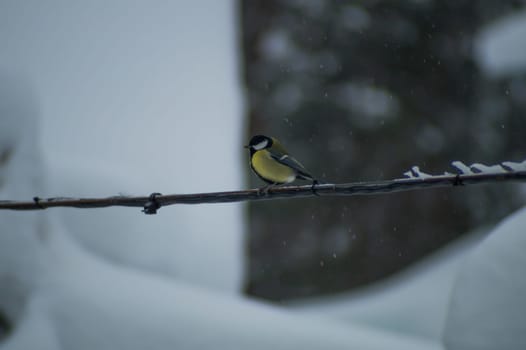 Yellow bird sitting on a wire in snowy day. tit bird
