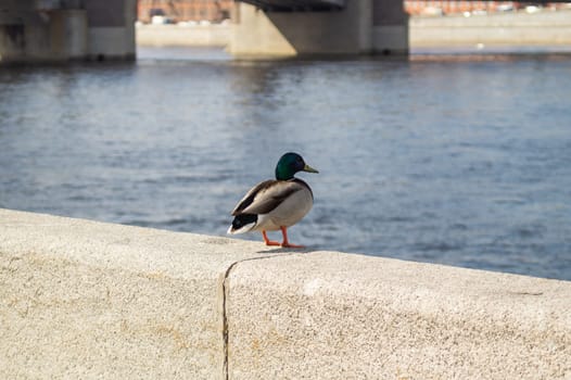 Colorful duck sitting on a stone fence by the river
