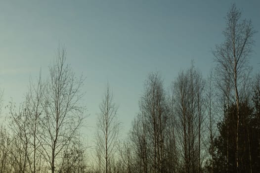 Dry trees in gloomy day in the forest nature background