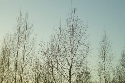 Dry trees in gloomy day in the forest nature background