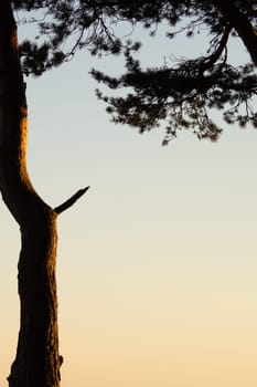 Sunset in the forest. tree in the evening light. nature background