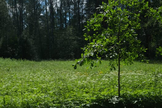 Summer forest background. greenery and foliage in the overgrown forest