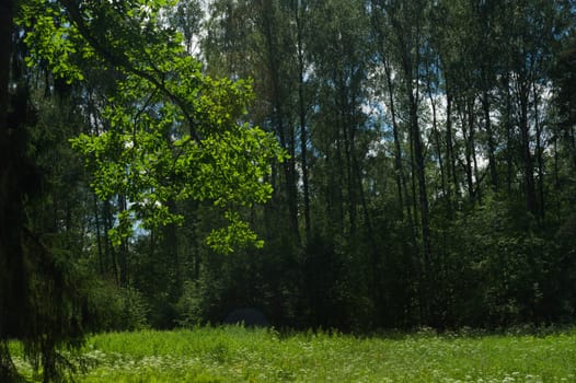 Summer forest background. greenery and foliage in the overgrown forest