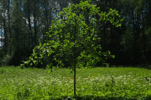 Summer forest background. greenery and foliage in the overgrown forest