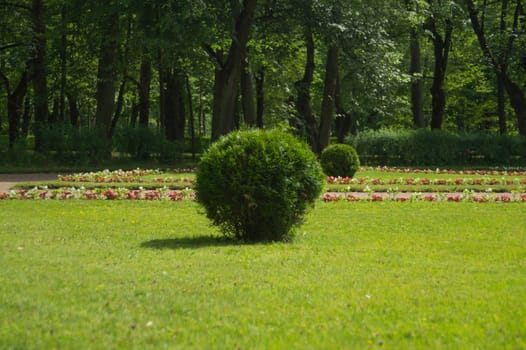 Tree with green foliage cutted in round shape. ball shaped bush in the park