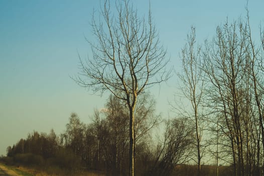 Old dry tree in the forest nature background