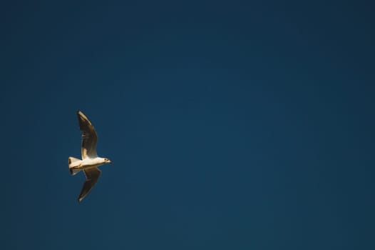 Seagull flying in the blue sky. wide spreded wings. freedom in flight concept. flying bird