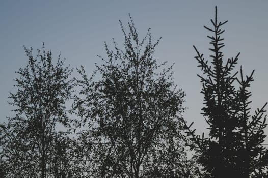 Dry trees in gloomy day in the forest nature background